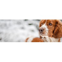 Dist. de Alimentos p/ t/ tipo de Animais | Cães