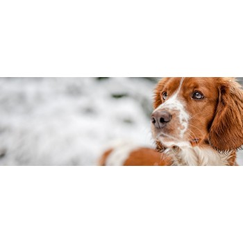 Dist. de Alimentos p/ t/ tipo de Animais | Cães