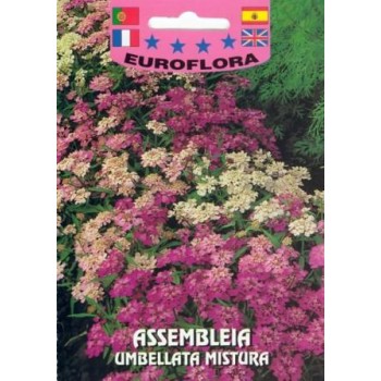 Assembleia Umbellata - Mistura