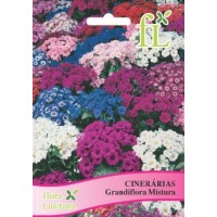 Cinerárias - Grandiflora Mistura