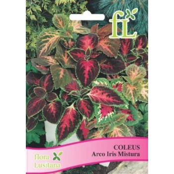 Coleus - Arco Iris Mistura