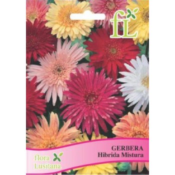 Gerbera - Hibrida Mistura