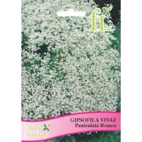 Gipsofila Vivaz - Paniculata Branca