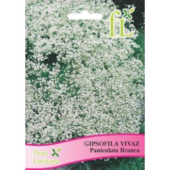 Gipsofila Vivaz - Paniculata Branca