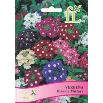 Verbena - Hibrida Mistura