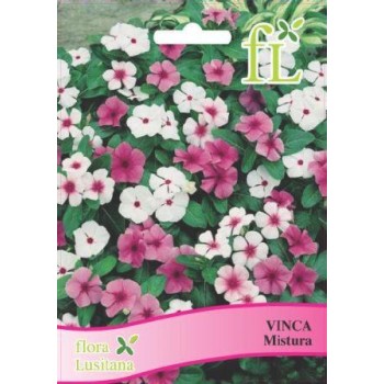 Verbena - Hibrida Mistura