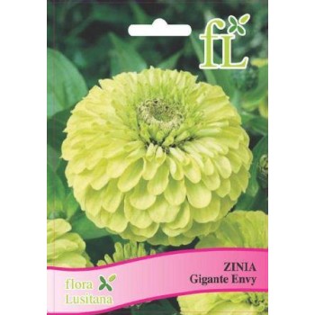 Zinia - Gigante Envy